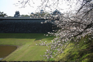 六分咲きの桜と熊本城