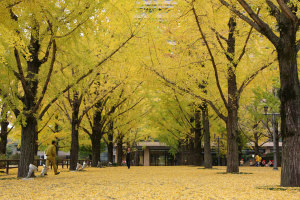 熊本県庁前庭の銀杏並木