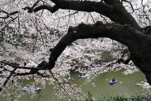 皇居のお堀「千鳥ヶ淵」の櫻